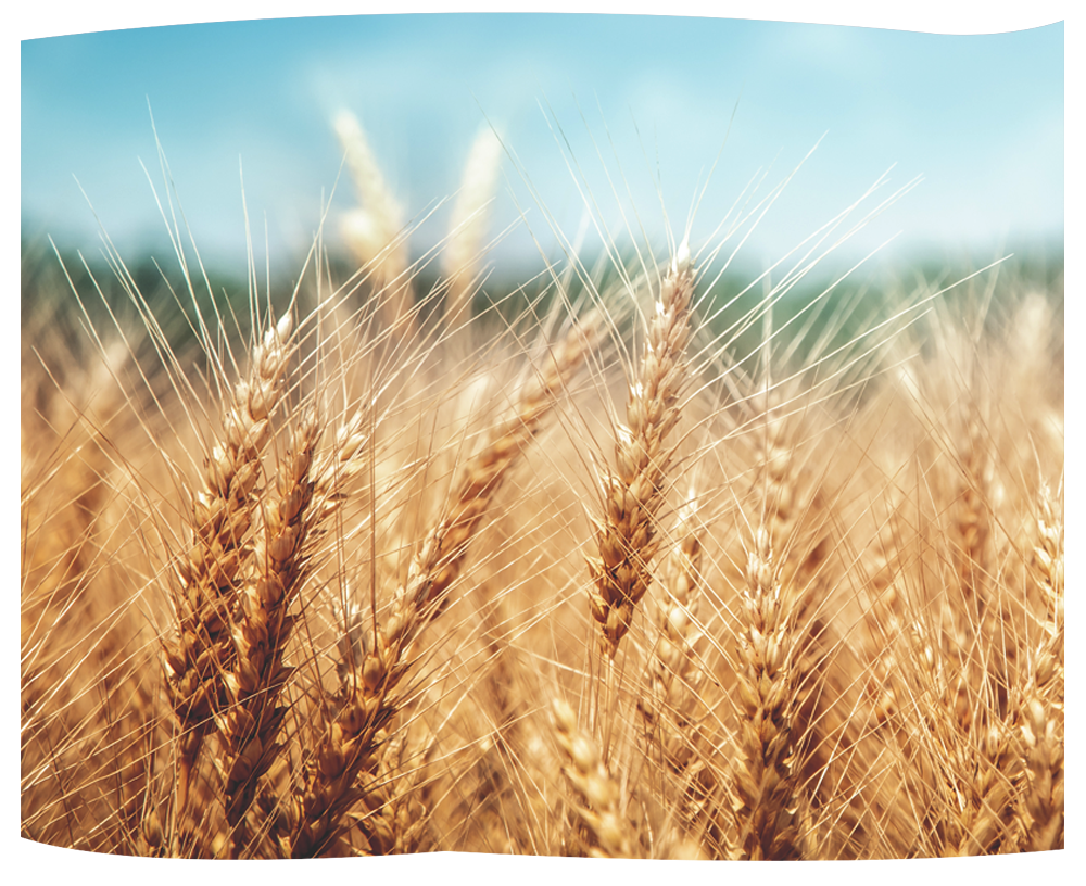 grano antico san pastore