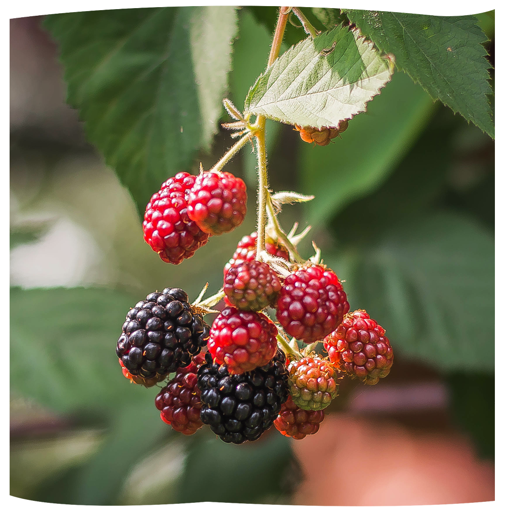 piccoli frutti